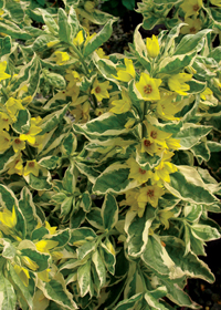 Lysimachia punctata 'Alexander'                   